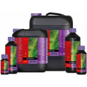 COCO A+B  B´CUZZ COCO A+B  B´CUZZ